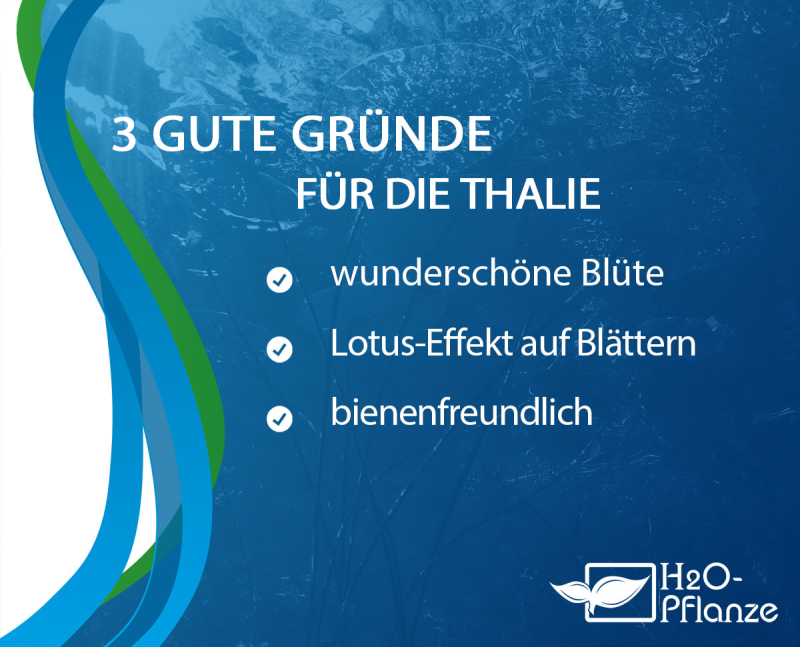 Thalie - Thalia dealbata